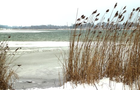 Reed wintry lake