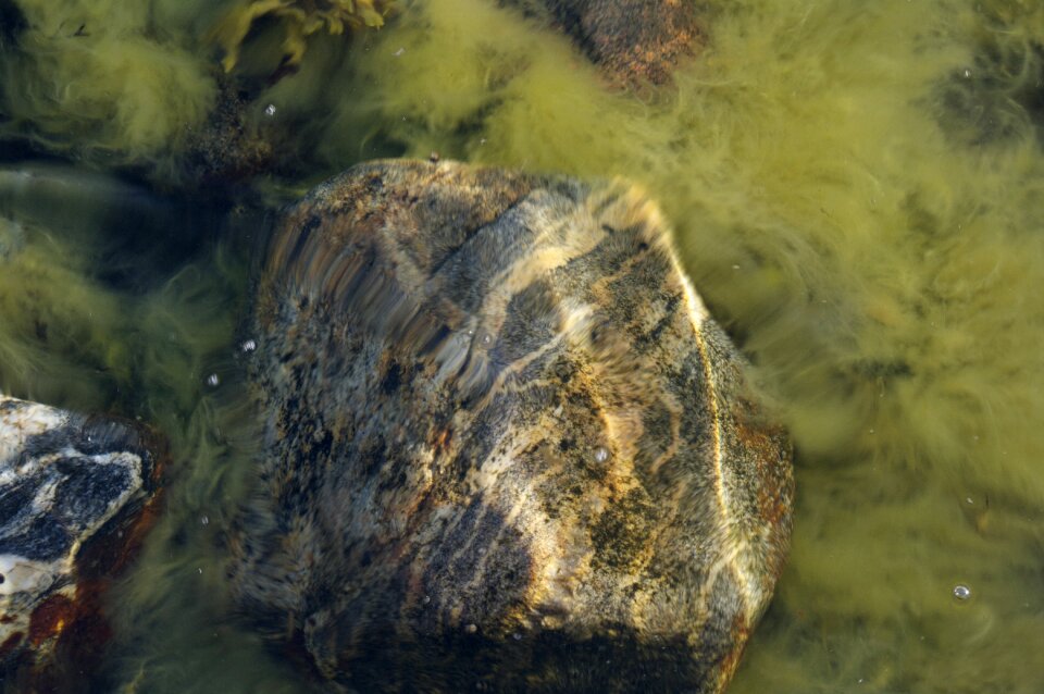 The ocean floor stone seagrass