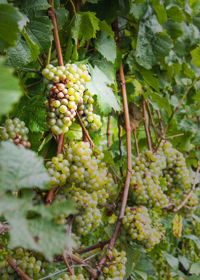 Vine vineyard nature