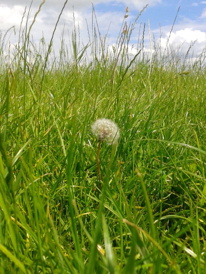 Dandelion lint flora