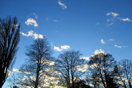 Twilight trees clouds photo