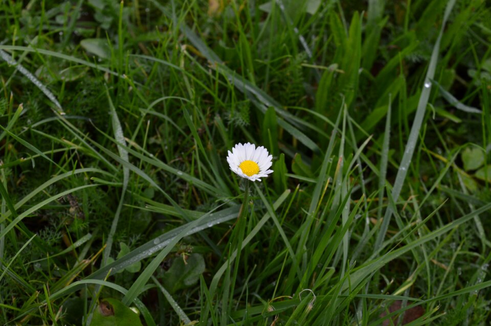 Daisy flower grass
