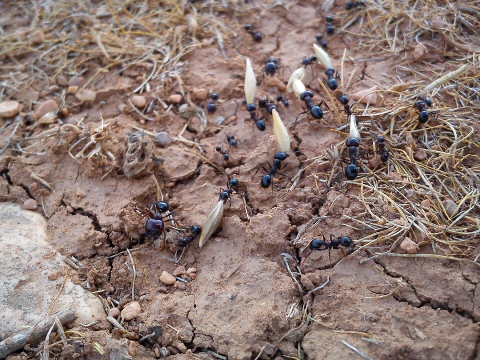 Ant transport ants age