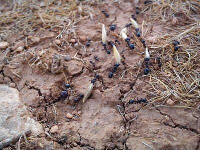 Ant transport ants age