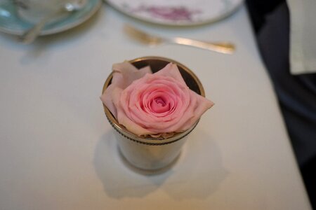 Afternoon gray tea