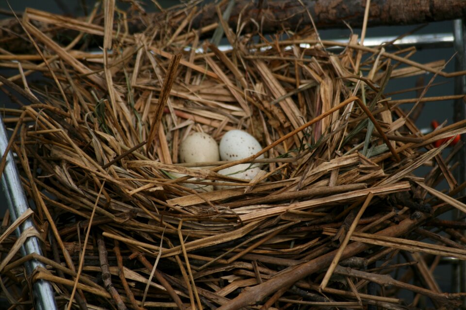 Water bird young bird hatching