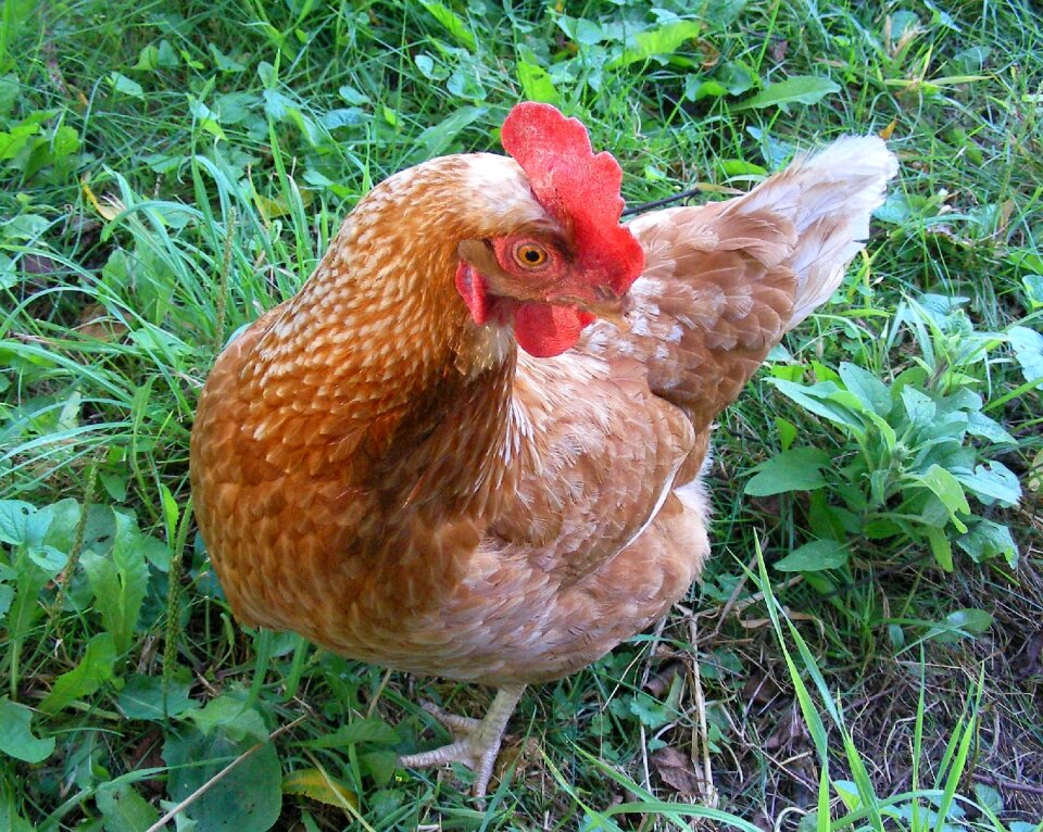 Poultry farm nature