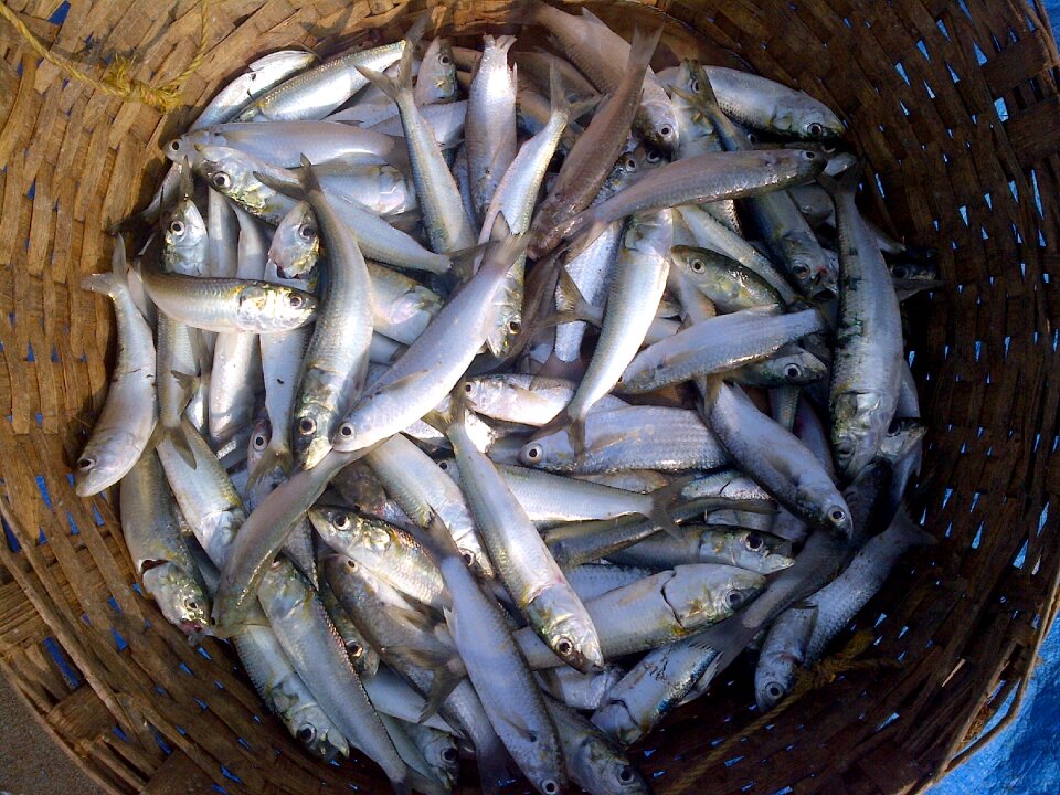 Ray-finned fish sardinella sea
