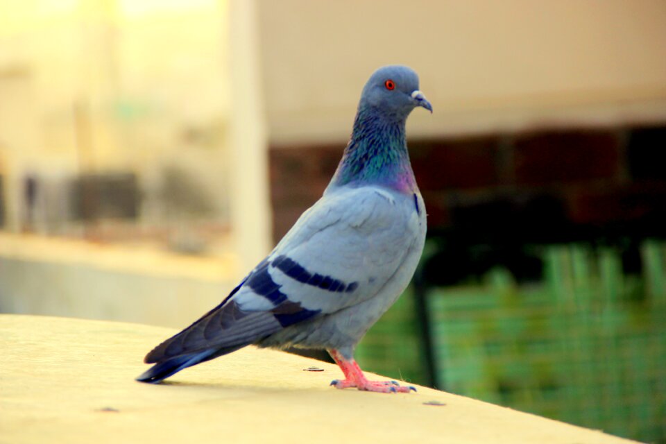 Animals nature