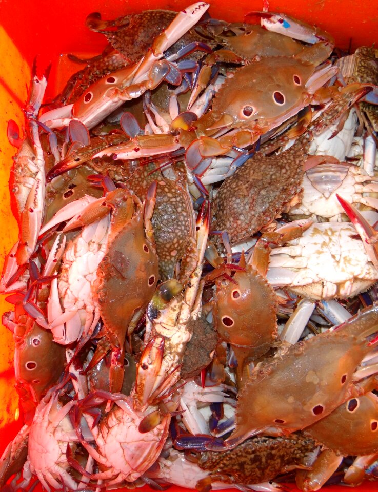 Catch harbour tadri