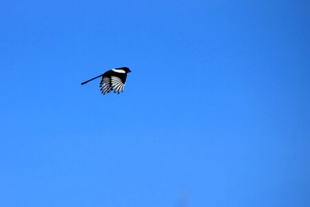 Pica pica flight raven bird photo