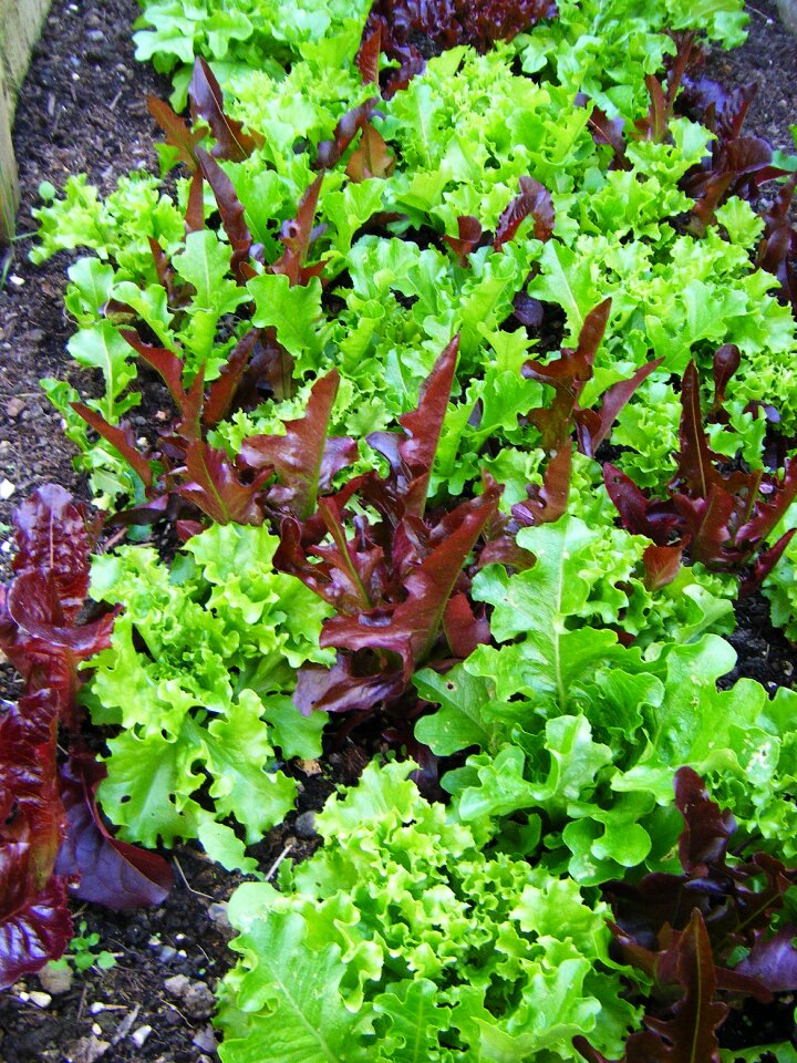 Leaves lettuce