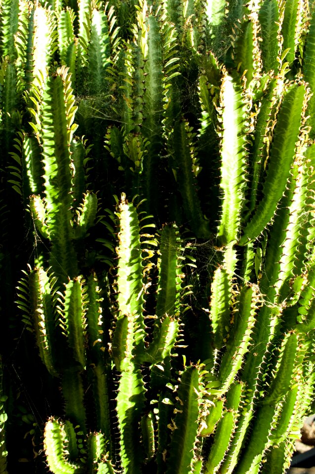 Cactus spiny trip