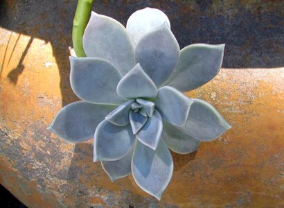 Bloom cacti green