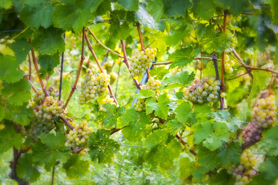 Vintage cultivation wine harvest