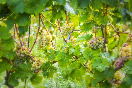 Vintage cultivation wine harvest photo