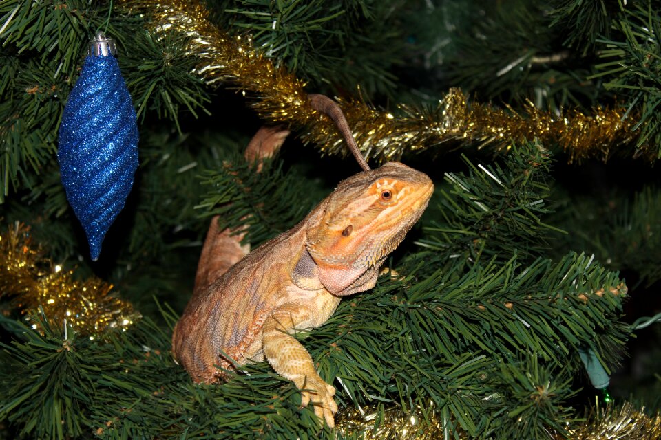 Dragon bearded wildlife