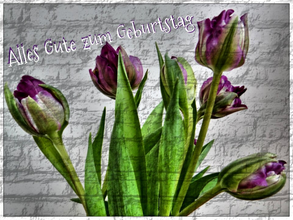Tulips greeting greeting card