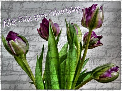 Tulips greeting greeting card photo
