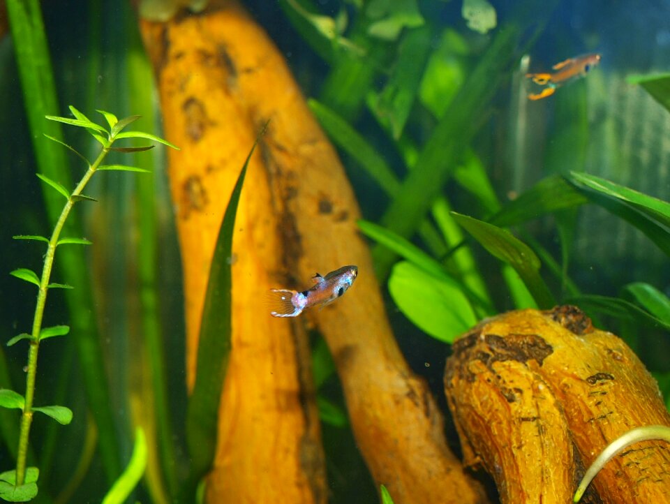 Nature water fresh water fish