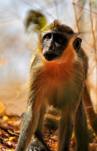 Africa senegal animal