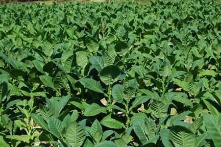 Cuba tobacco castro
