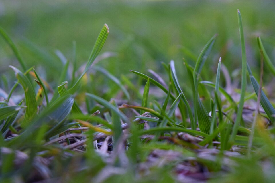 Nature artistic photos entertainment