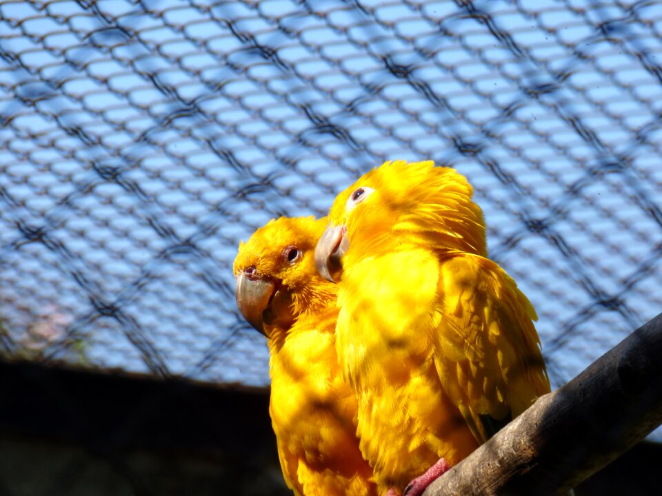 Nature animal world arara