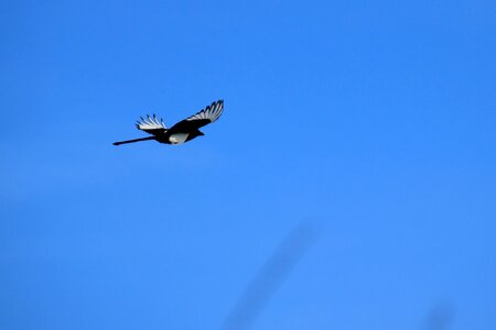 Pica pica flight raven bird photo
