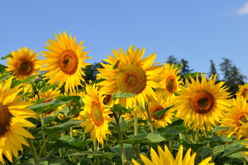 Yellow plant flower