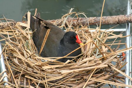 Feather black red
