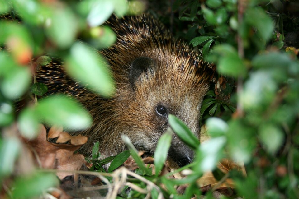 Spur nocturnal mammal
