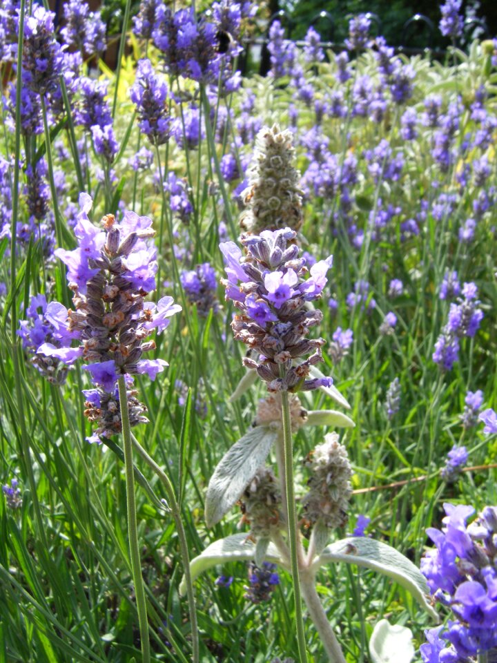 Plant natural flower