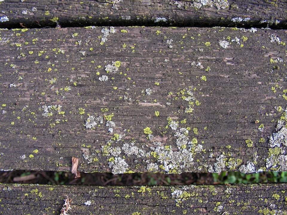 Wood plank old photo