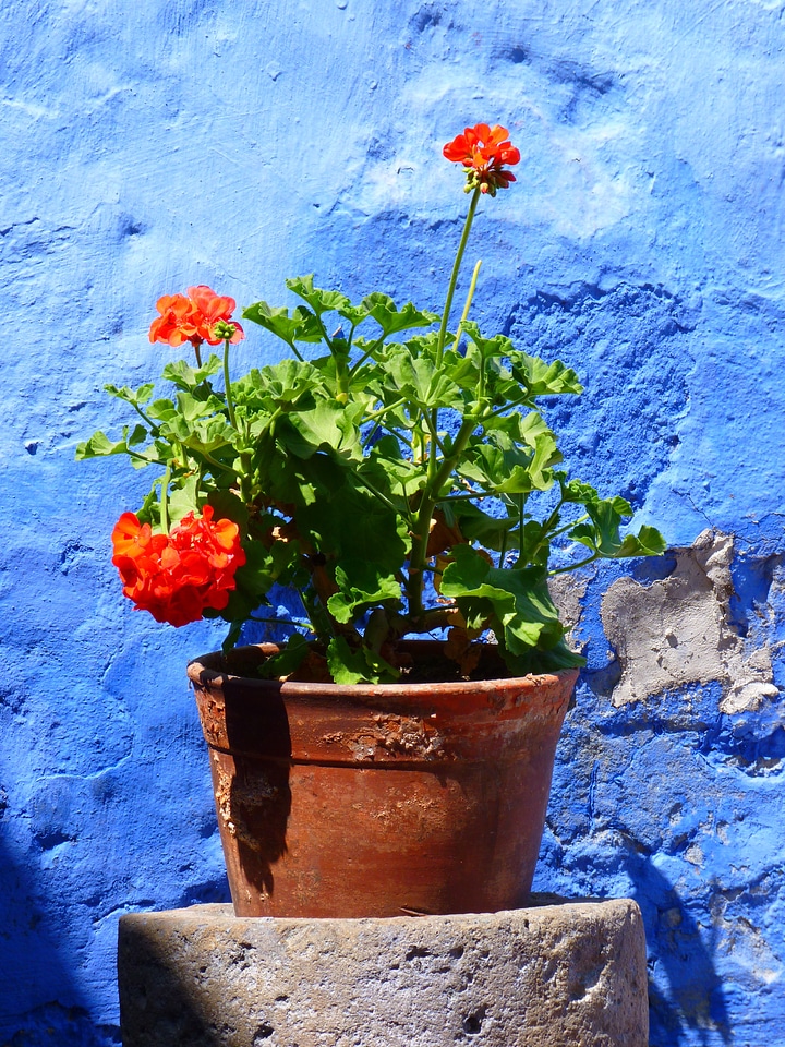 Decoration blue colorful