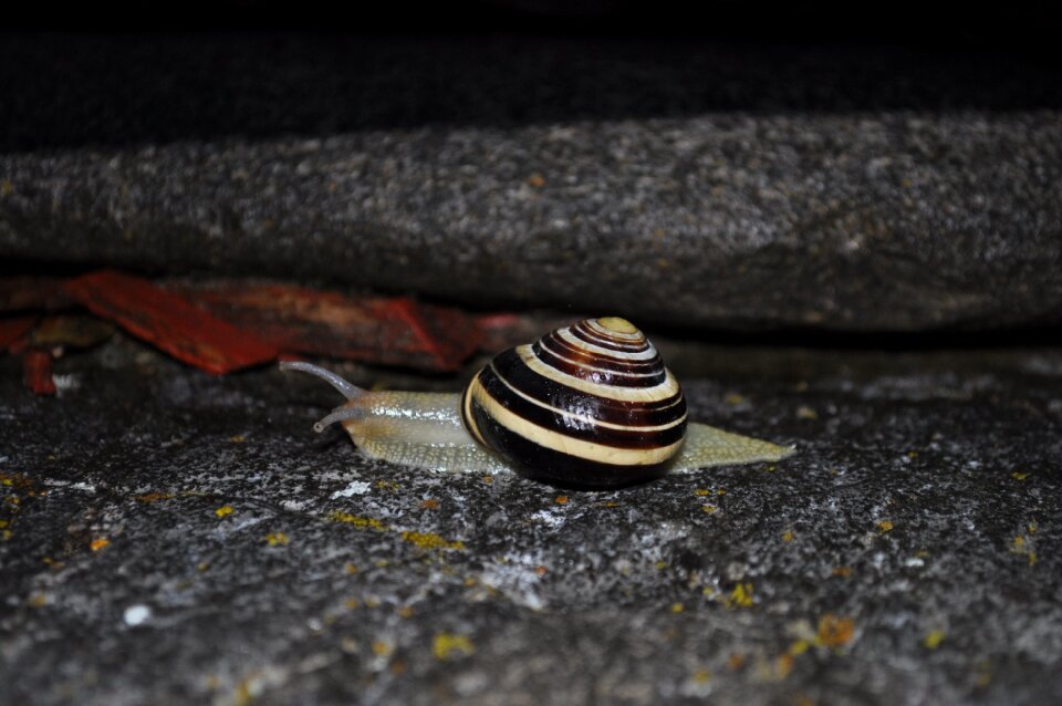 Nature molluscs garden