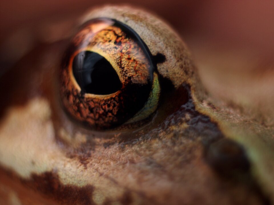 Frog detail view