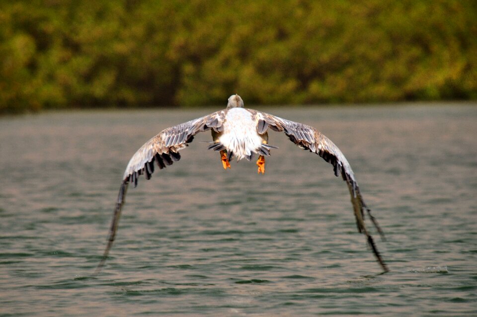 Africa nature take-off