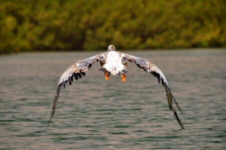 Africa nature take-off