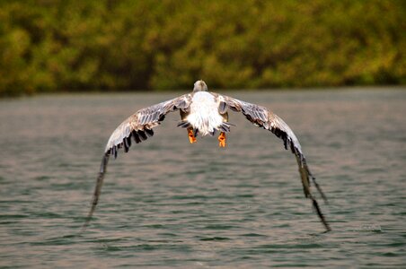 Africa nature take-off photo