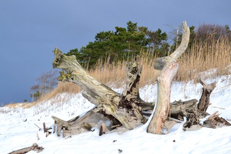 Nature beach baltic sea
