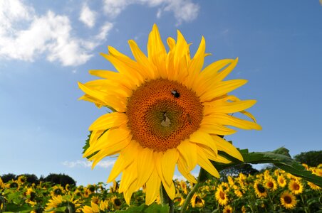 Yellow plant flower