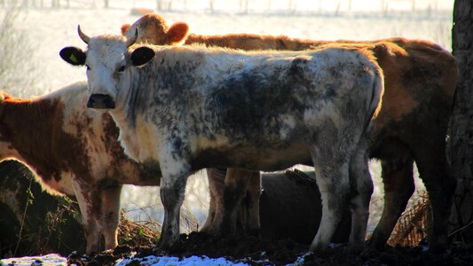Backlighting farm cattle photo