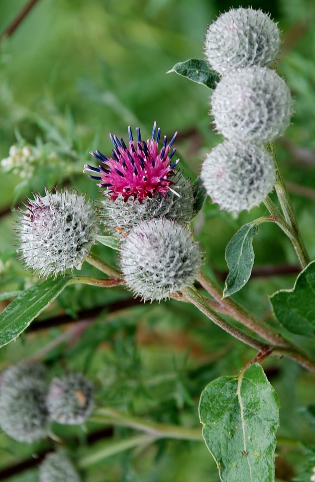 Blossom bloom botanical