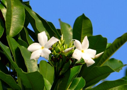 Madagascar ordeal bean odollam tree pink-eyed cerbera