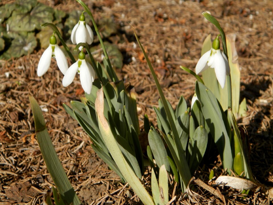 Flower nature plants