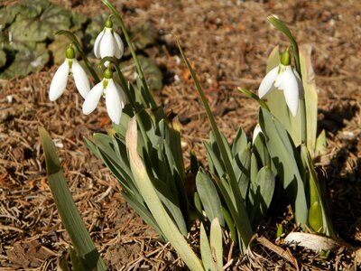 Flower nature plants