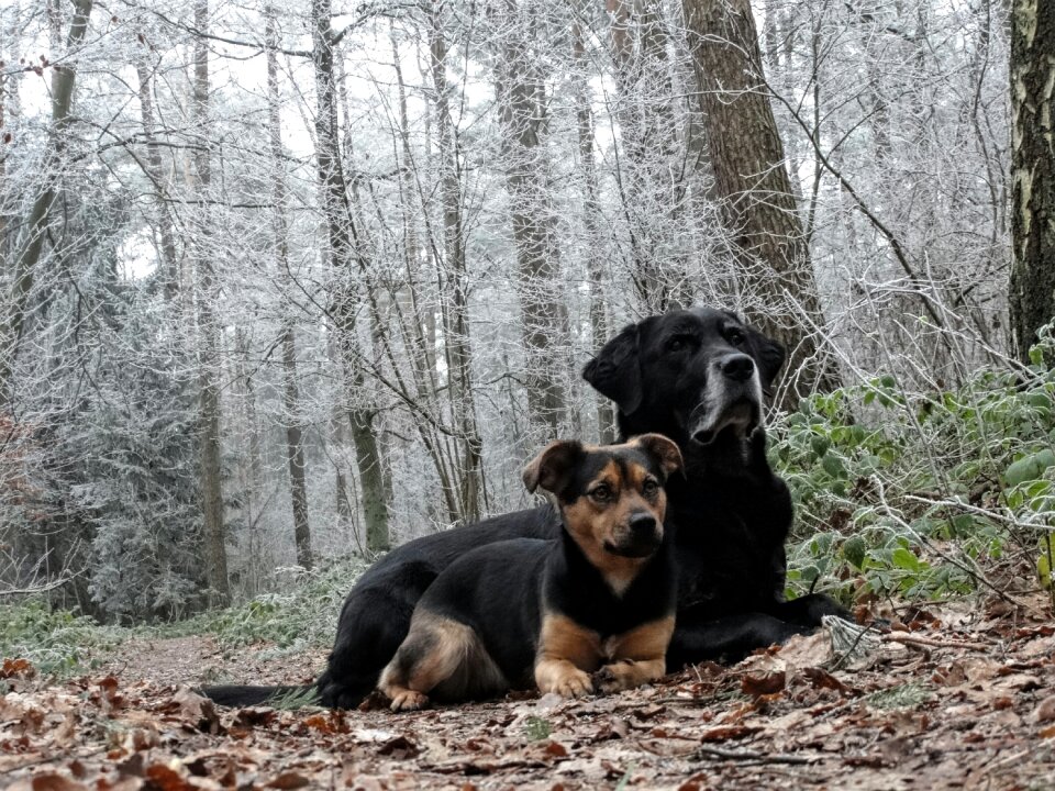 Animals winter autumn