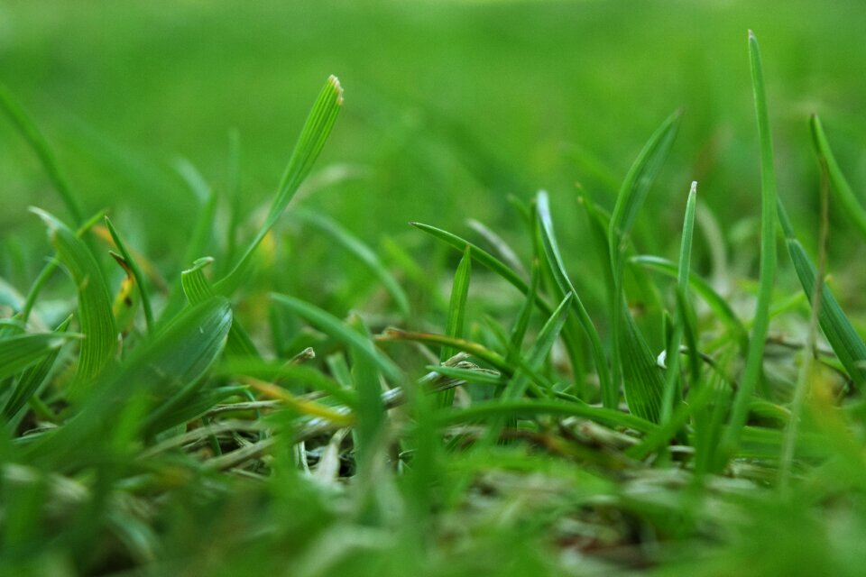 Nature artistic photos entertainment