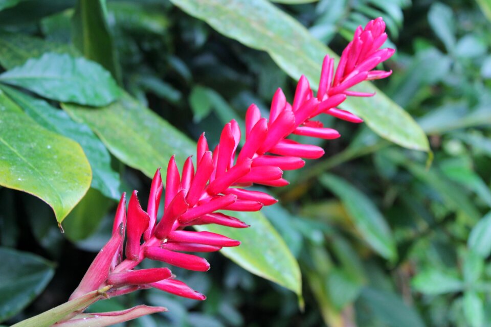 Plant pink landscape